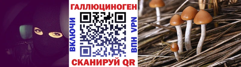 Галлюциногенные грибы Psilocybine cubensis  блэк спрут зеркало  Александровское 